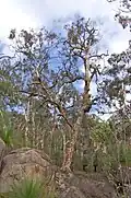 Eucalyptus accedens