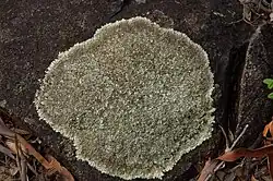 korstmossen op rotsen