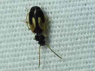 Axinopalpus biplagiatus