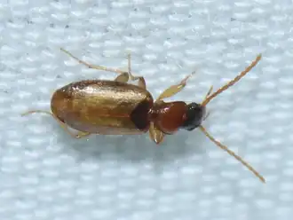 Axinopalpus fusciceps