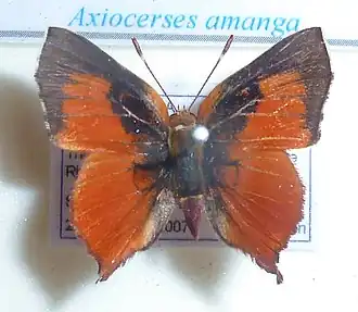 Axiocerses amanga