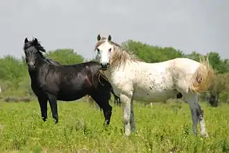 Wilde paarden in de Axiosdelta