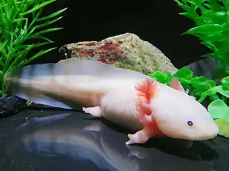 Axolotl