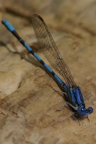 Argia nahuana