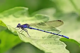 Argia fissa