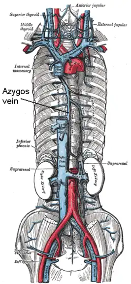 vena cava superior, vena cava inferior, vena azygos en de vertakkingen daarvan. (Vena azygos wordt aangeduid in het midden.)