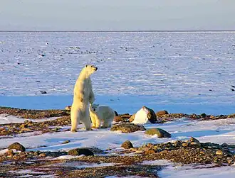 IJsberenmoeder met jongen in Wapusk National Park
