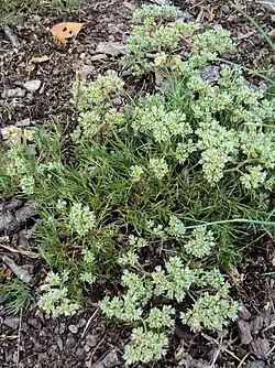 Bloeiende plant van de overblijvende hardbloem