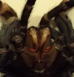 De cheliceren van een mannelijke Brachypelma smithi vlak na de vervelling: deze zijn nog wit en pas na 1 week uitgehard.