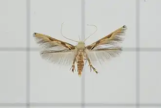 Stathmopoda stimulata