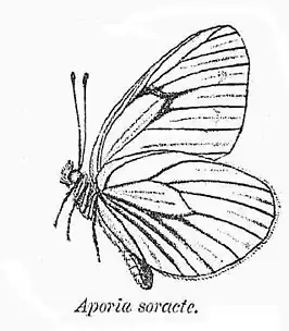 Aporia soracta