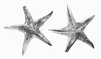 Dipsacaster magnificus