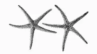 Echinaster stereosomus