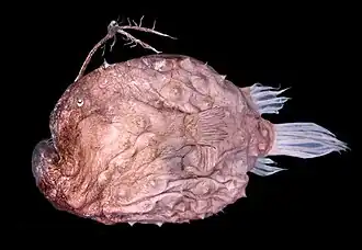 Himantolophus appelii