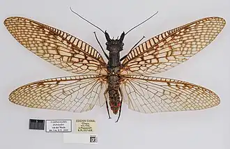 Acanthacorydalis fruhstorferi