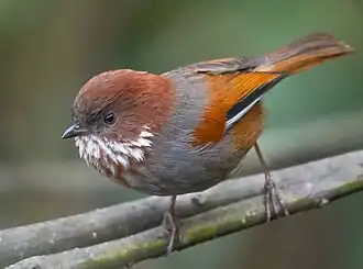 Bruinkeelfulvetta