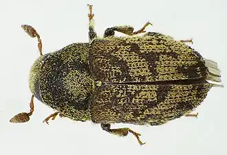 Hylesinus fraxini