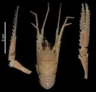 Babamunida hystrix
