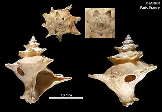 Babelomurex glaber