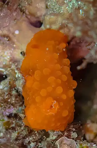 Doriopsilla pelseneeri