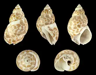 Babylonia zeylanica
