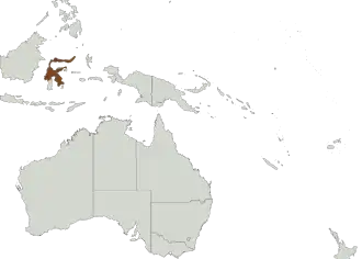 Babyrousa celebensis