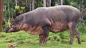 Babyrousa togeanensis