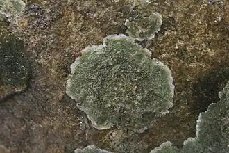 Zwarte knoopjeskorst