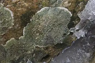 Zwarte knoopjeskorst