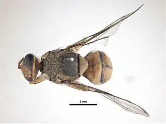 Bactrocera carambolae
