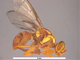 Bactrocera jarvisi