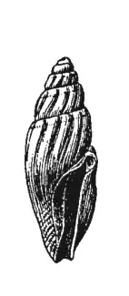 Bactrocythara asarca