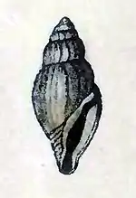Bactrocythara candeana