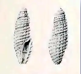 Bactrocythara haullevillei