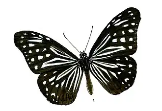 Parantica nilgiriensis