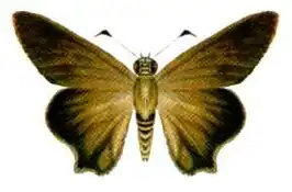 Badamia exclamationis