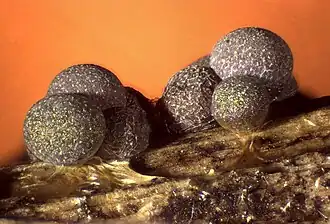 Badhamia foliicola, graskalknetje