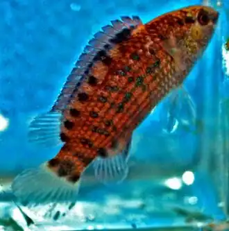 Badis blosyrus