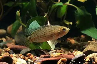 Badis siamensis