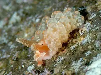 Baeolidia salaamica
