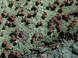 Korstvormige rode heikorst met talrijke gesteelde apotheciën