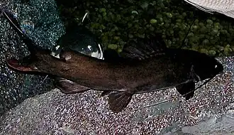 Hemibagrus filamentus