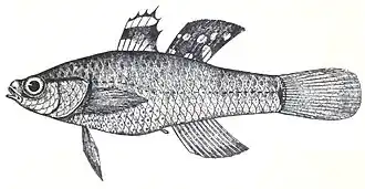 Hypseleotris cyprinoides