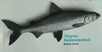 Coregonus migratorius