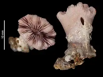 Balanophyllia (Balanophyllia) crassiseptum