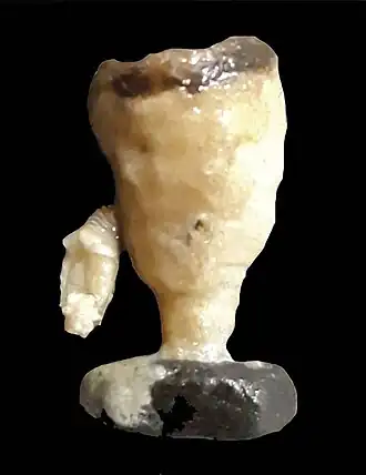 Balanophyllia (Balanophyllia) malouinensis