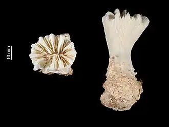 Balanophyllia (Balanophyllia) serrata