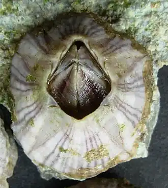 Paarsgestreepte zeepok