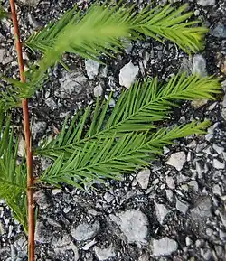 Een lang lot met enkele korte loten met de naalden in twee rijen