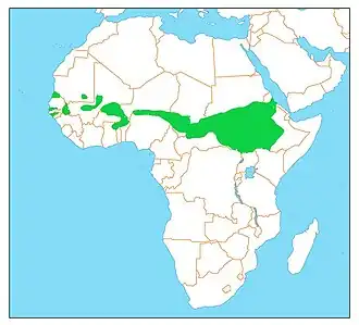 Zwarte kroonkraanvogel